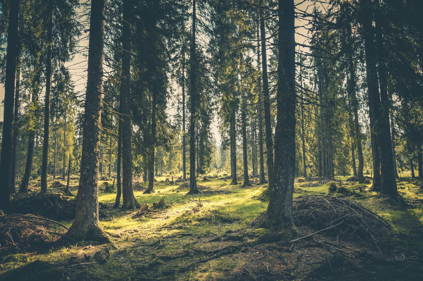 A forest with trees and grass in the foreground.